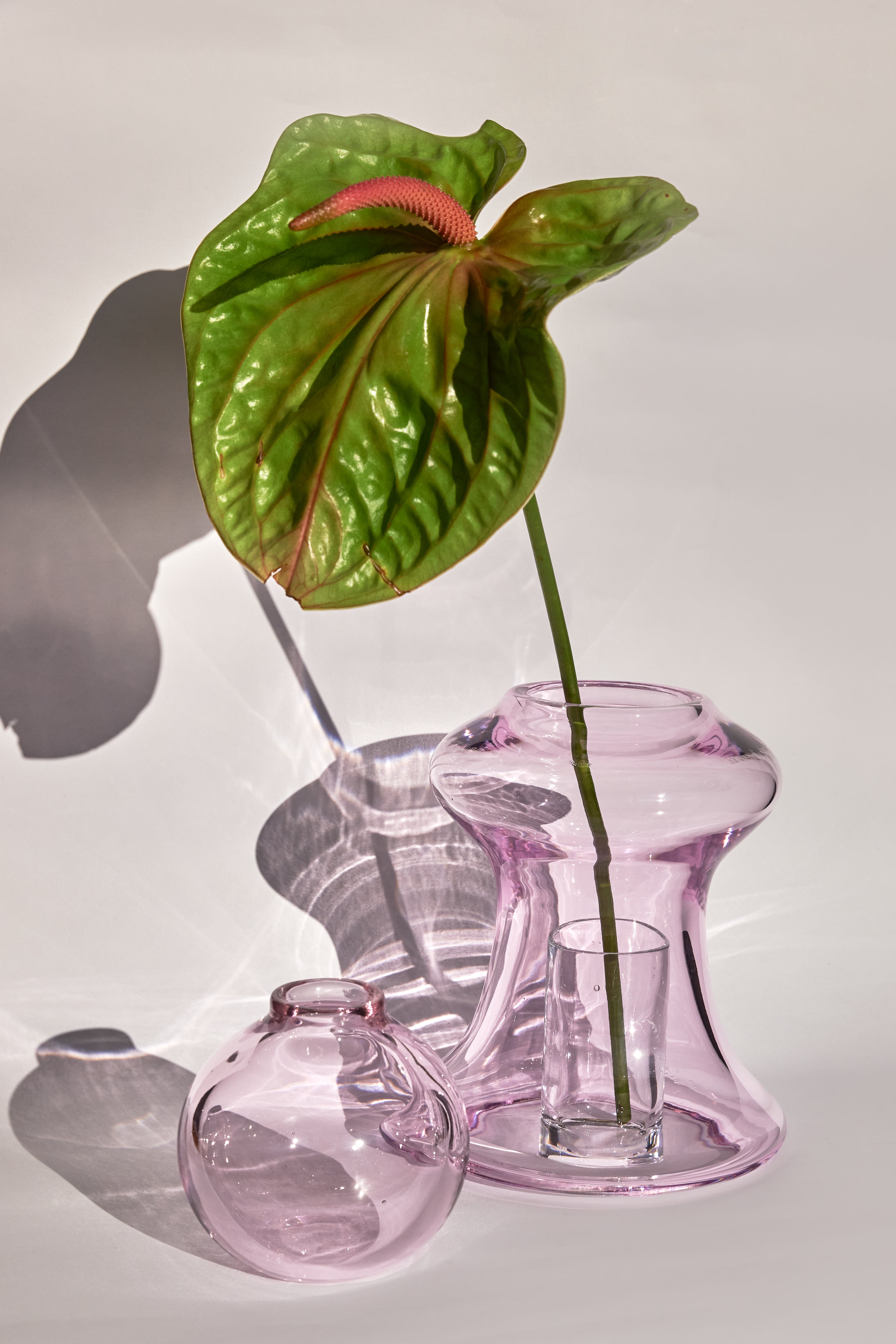 ARBOREA rosa